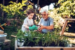 Grandfather and grandson planting plant