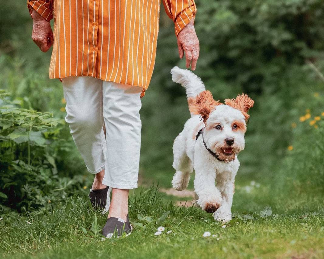 Dog on a walk