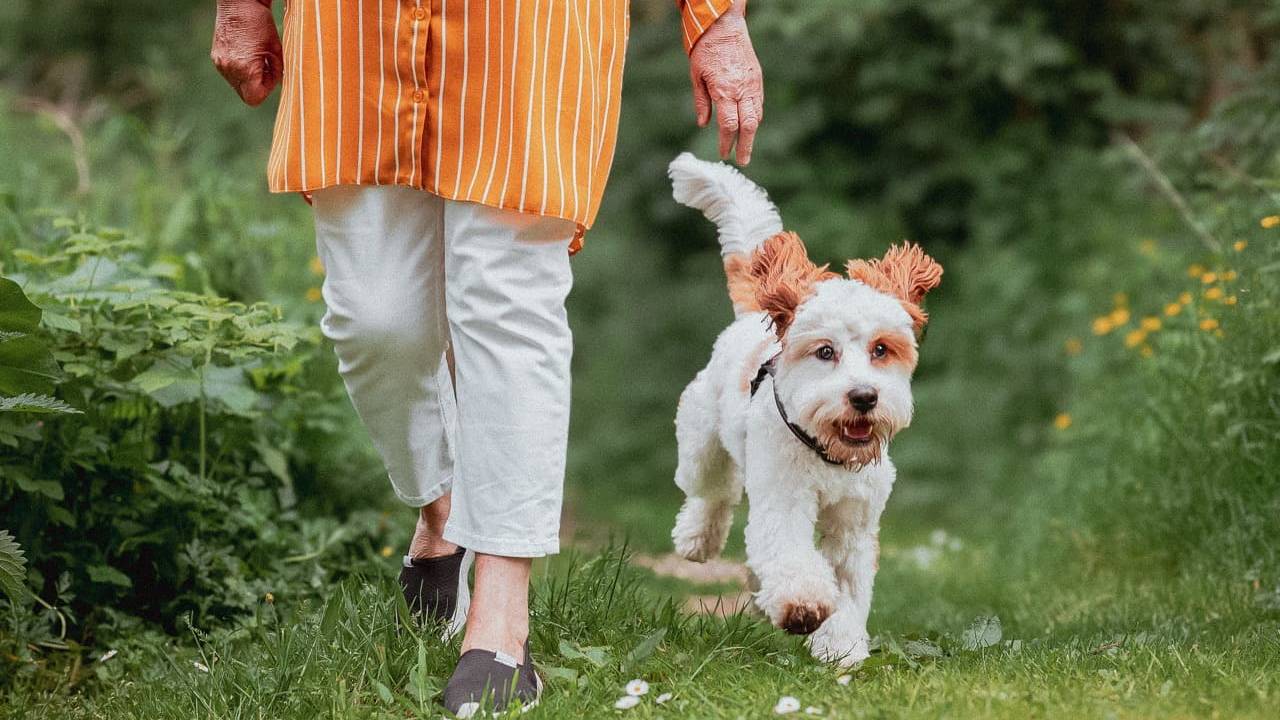 Dog on a walk