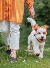 Dog on a walk