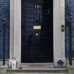 10 Downing Street with cat