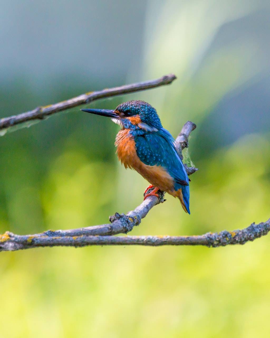 Bright blue and orange kingfisher perched on a branch above a blurred green riverside background.