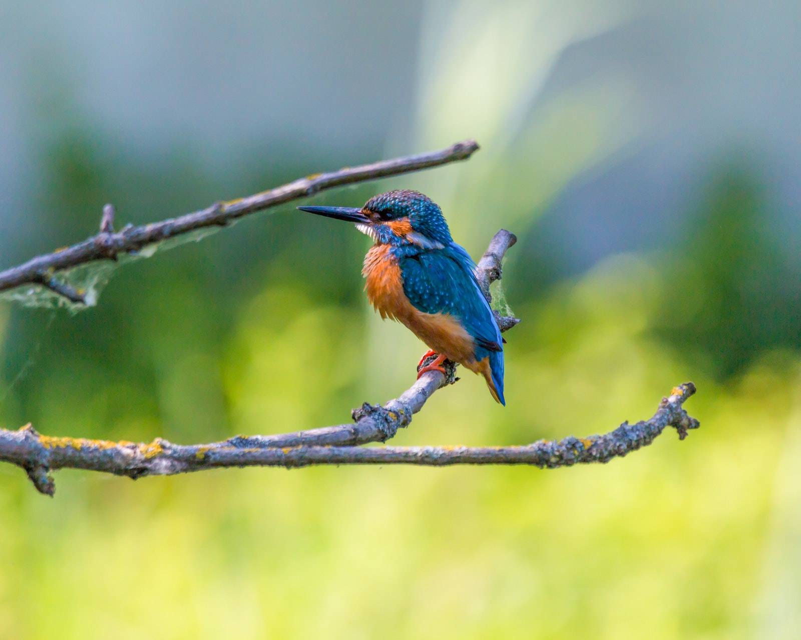 Bright blue and orange kingfisher perched on a branch above a blurred green riverside background.