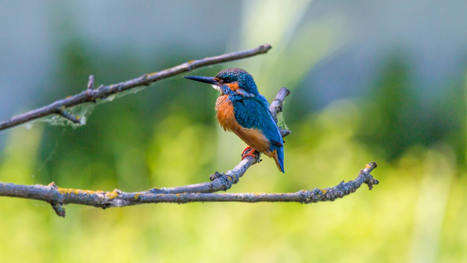 Bright blue and orange kingfisher perched on a branch above a blurred green riverside background.