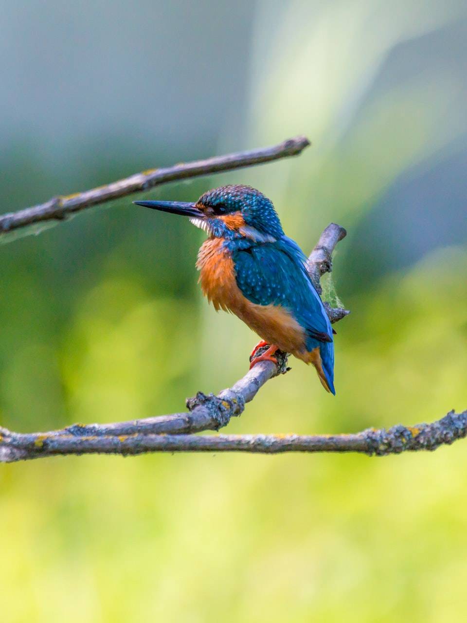 Bright blue and orange kingfisher perched on a branch above a blurred green riverside background.