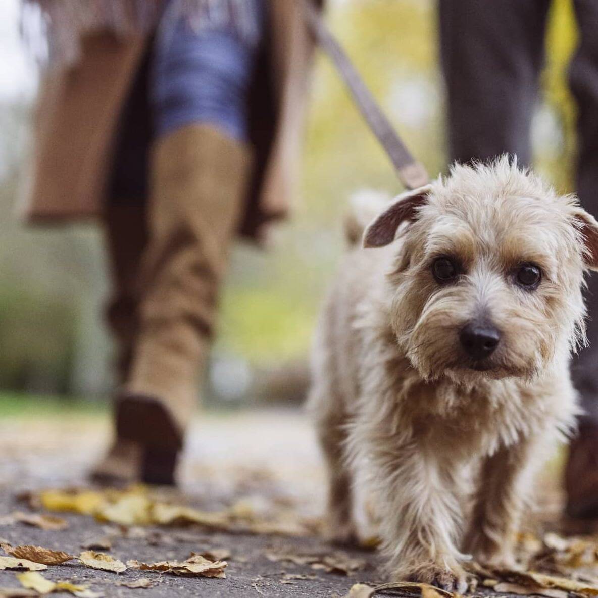 Small dog walking ahead of an older couple outdoors