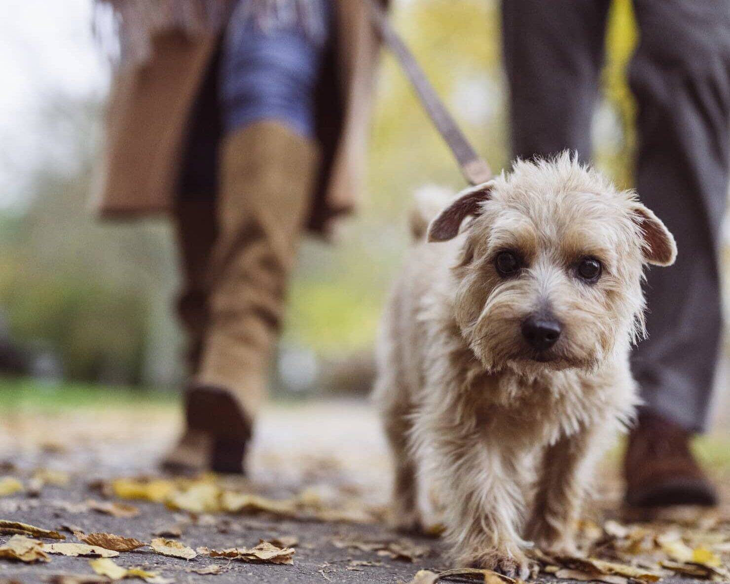 Small dog walking ahead of an older couple outdoors