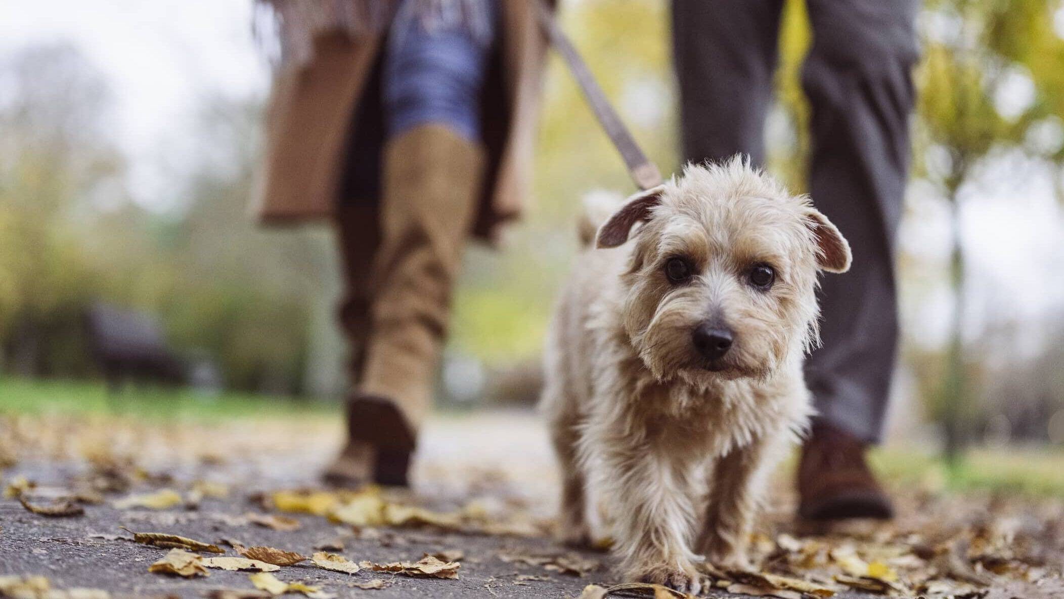 Small dog walking ahead of an older couple outdoors