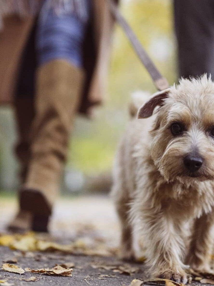 Small dog walking ahead of an older couple outdoors