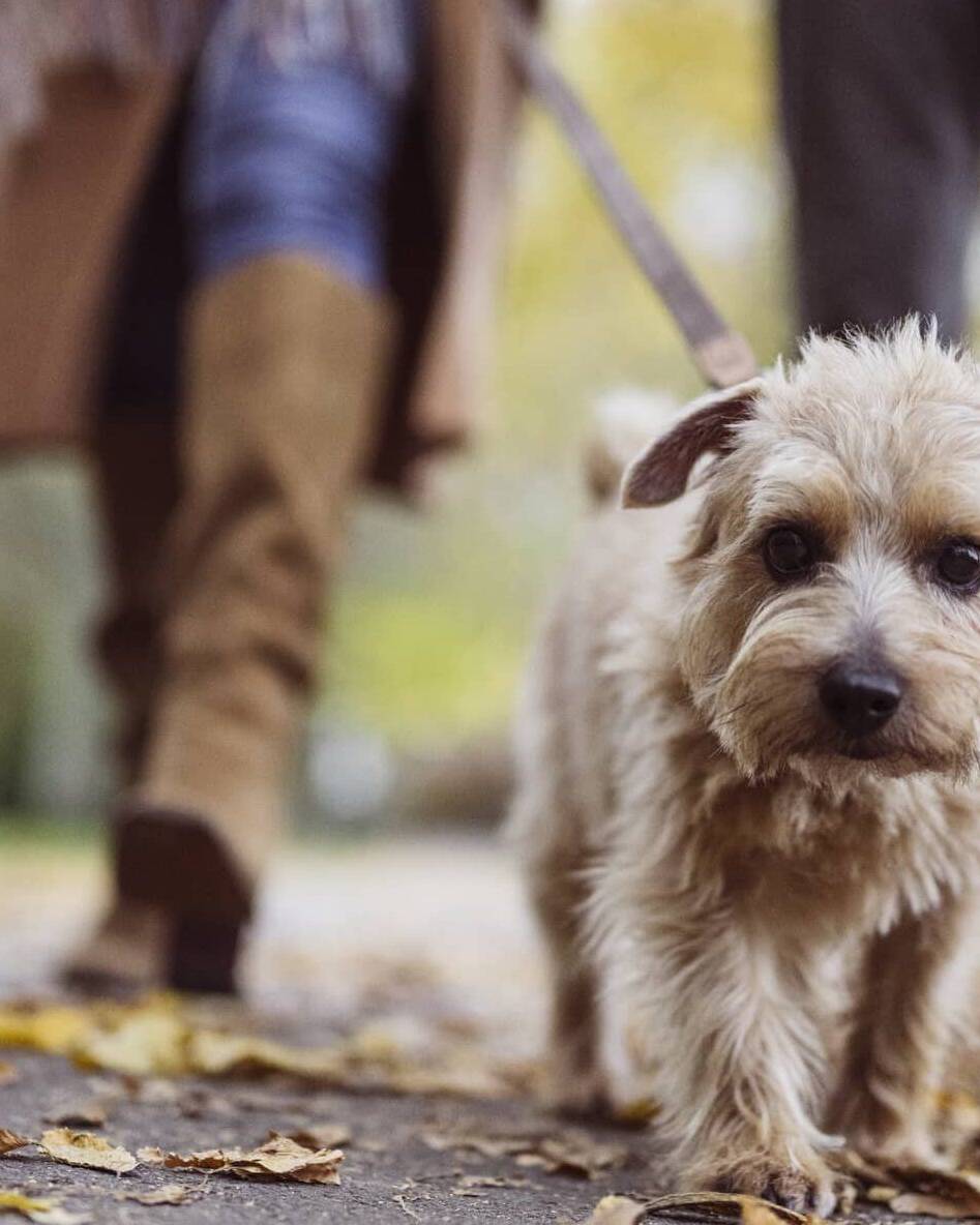 Small dog walking ahead of an older couple outdoors