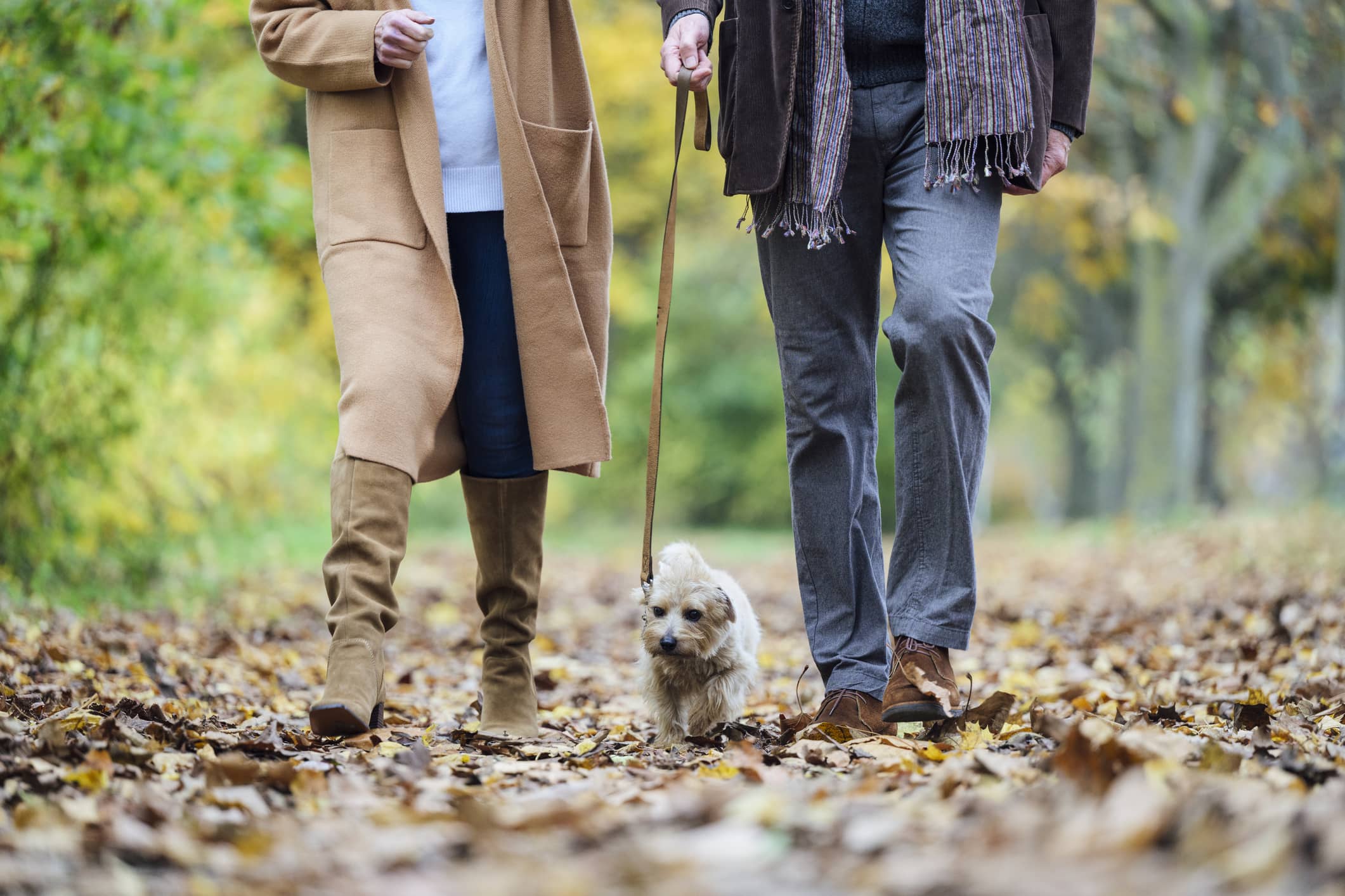 Older couple walking their dog outdoors during retirement